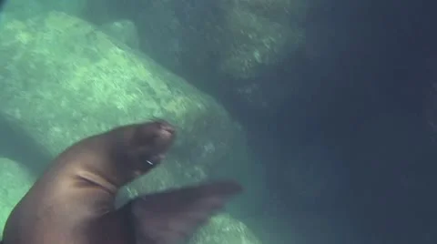 Seal 9 Stock-Footage 19093508