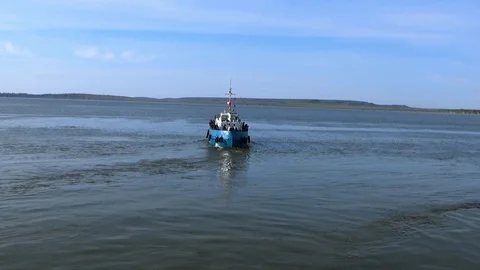 Seal accompanies the ship Stock Footage 100232673