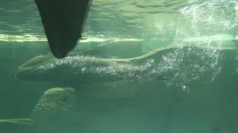 Seal alert  playing under water in the aquarium Stock Footage 25841481
