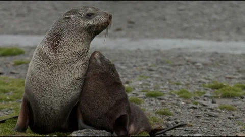 Seal and her pup Stock Footage