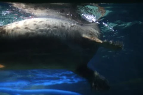 Seal in aquarium Stock Photos
