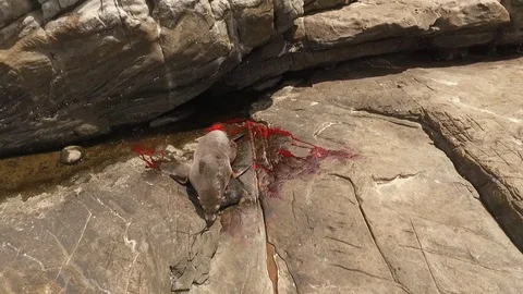Seal baby 스톡 동영상 100602014