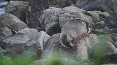 Seal back scratch Stock Footage 56705240