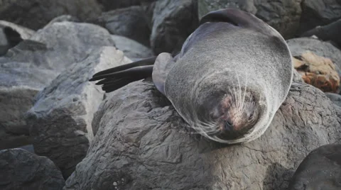 Seal back scratch Stock Footage 56705371