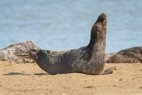Seal basking on a beach Stock Photos