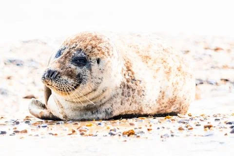 Seal basking on the beach Stock Photos