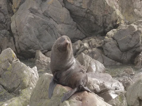 Seal Basking On Rock, Waves Splashing, Wellington New Zealand. 스톡 동영상 80746975