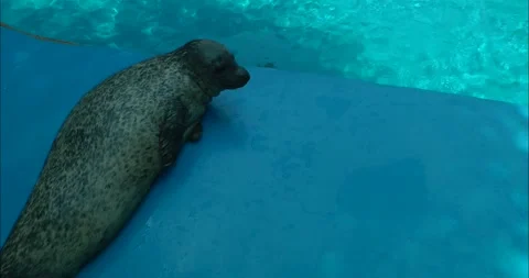 A seal basking in the sun Видео 343719468