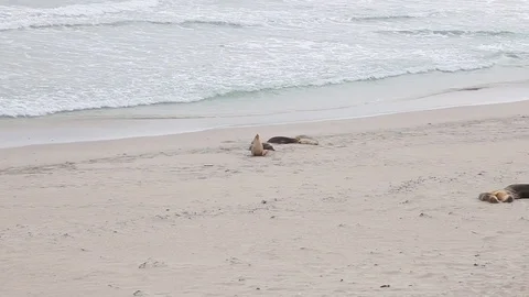 Seal Bay Conservation Park on Kangaroo Island in South Australia Stock-Footage 82185662