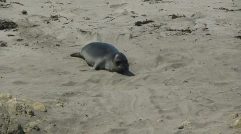Seal on beach Video stock 1065378