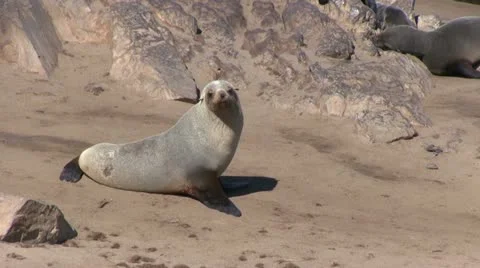 Seal on the beach 스톡 동영상 12147530