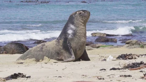Seal at the beach Stock Footage 125025543