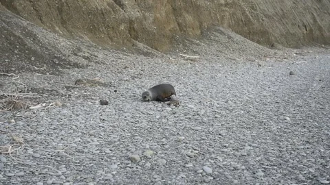 Seal on beach Stock Footage 243418018