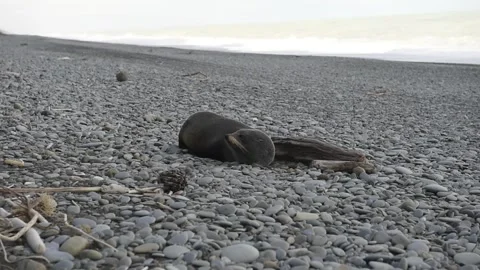 Seal on beach Stock Footage 243418021