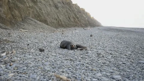 Seal on beach Stock Footage 243418028