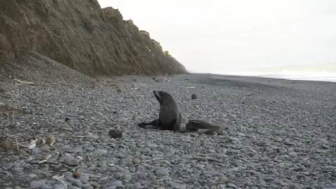 Seal on beach Stock Footage 243418045