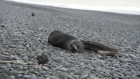 Seal on beach Stock Footage 243418083