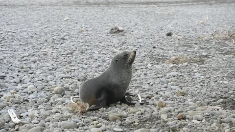 Seal on beach Stock Footage 243418117