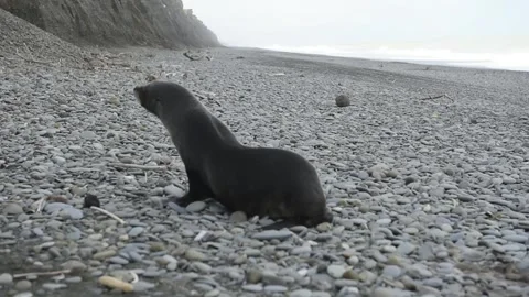 Seal on beach Stock Footage 243418124