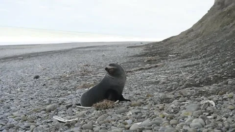 Seal on beach Stock Footage 243418133