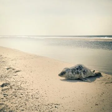 Seal on beach Stock Photos