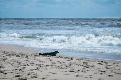 Seal on the beach Stock Photos
