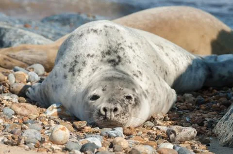 Seal on a beach Stock Photos
