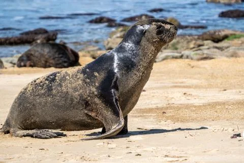 Seal at the beach Stock Photos