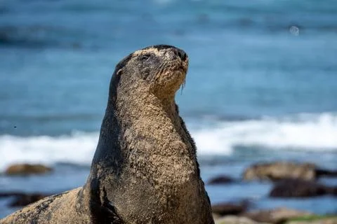 Seal at the beach Fotos de archivo