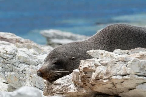 Seal at the beach Stock Photos