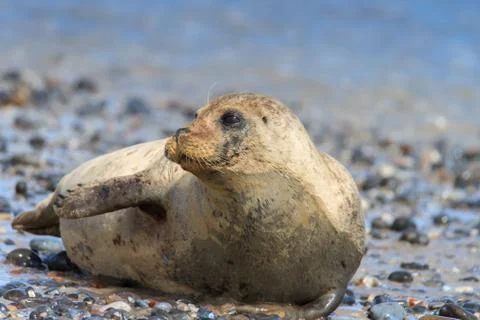 Seal on the beach Stock Photos