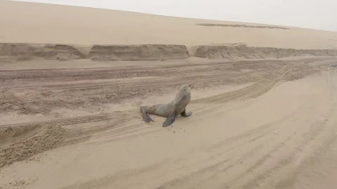 Seal on the beach turning its head from left to right. Stock Footage 193988440