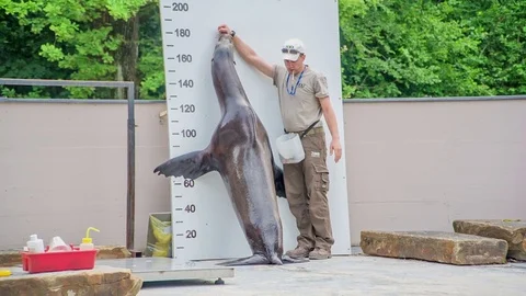 A seal is being measured Stock Footage