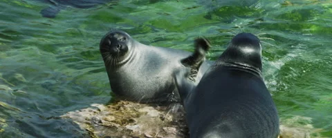 Seal Bites Stock Footage 168133931