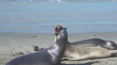 Seal bouncing along Video stock 78646760