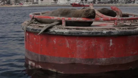 Seal on bouy Stock Footage 77051478