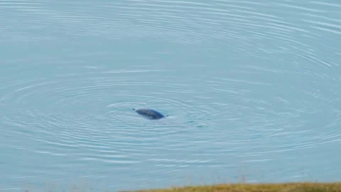 Seal on Calm Water Surface, Iceland Stock Footage 320513751