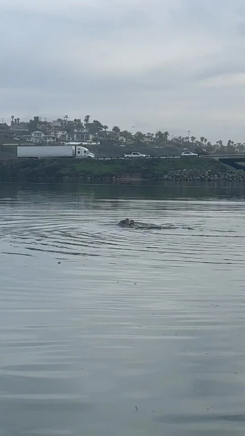 Seal Catches and Eats an Octopus, Carlsbad, California, USA - 11 Jan 2023 Stock Footage 230170237