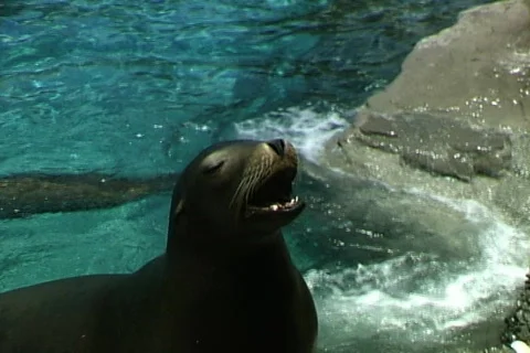 Seal Catches Fish Video stock 820230