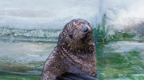 Seal is cleaning and scratching tail in the water near the shore Stock Footage 65748589