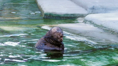 Seal cleans its tail face, nose and neck in water near the shore Stockbeeldmateriaal 65750212