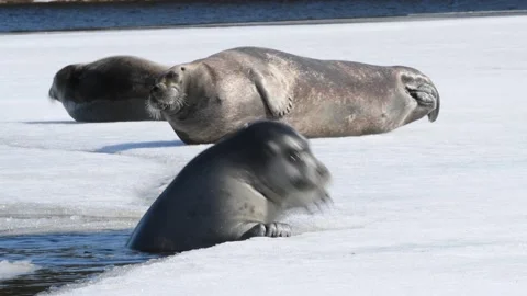 A seal climbs onto an ice floe getting out of the water. The bearded seal Video stock 168842956