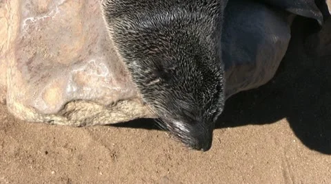 Seal close up (2) Video stock 12147251
