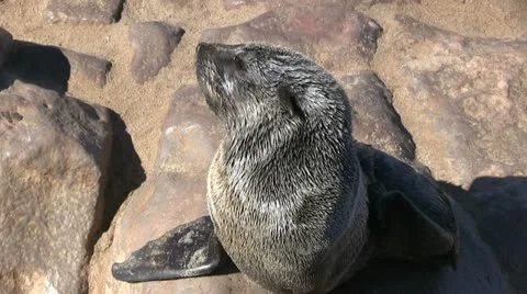 Seal close up (3) Stock Footage 12147278