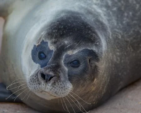 Seal close up Stock Photos