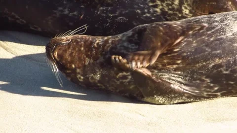 Seal Closeup Resting and Scratching Video stock 246333608