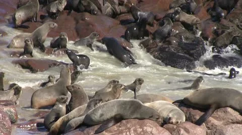 Seal colony (2) Stock Footage 12147361