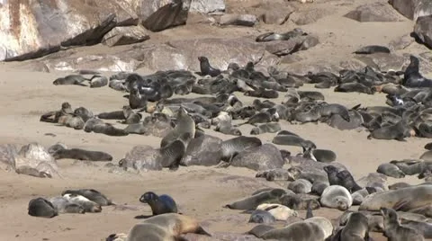 Seal colony (3) Stock Footage 12147381
