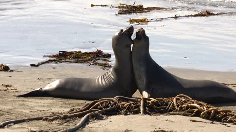 Seal colony on the beach Video stock 251901885