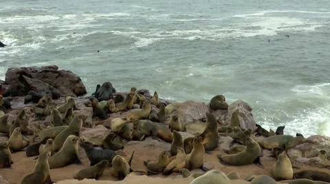 Seal colony, cape cross, namibia Stock Footage 55588308